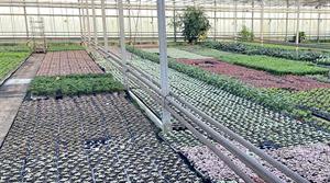 Opperman Plants